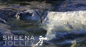 Grey Seal  pup   thick white fur  cute  cuddly  big eyes  anthropomorphic  mammal  animal   young cub  rocky islands  colourful rocks  harsh environment   survival sea waves  Inishark  Island  Galway Ireland  photograph  Grey Seal Pup - The Milky Way Kid.jpg Grey Seal Pup - The Milky Way Kid.jpg Grey Seal Pup - The Milky Way Kid.jpg Grey Seal Pup - The Milky Way Kid.jpg